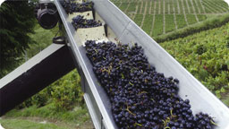 Relais du Colombier-Vignes